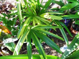 Rhapis sp variegated 02 6-20-11.JPG